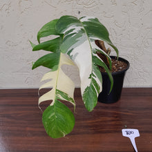 Load image into Gallery viewer, #R30 Large Variegated Epipremnum Pinnatum