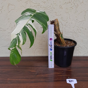 #R30 Large Variegated Epipremnum Pinnatum