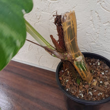 Load image into Gallery viewer, #R30 Large Variegated Epipremnum Pinnatum