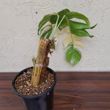 Load image into Gallery viewer, #R30 Large Variegated Epipremnum Pinnatum