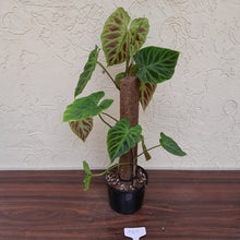Load image into Gallery viewer, #D67 Philodendron Verrucosum