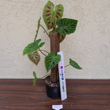Load image into Gallery viewer, #D67 Philodendron Verrucosum