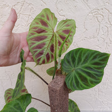 Load image into Gallery viewer, #D67 Philodendron Verrucosum