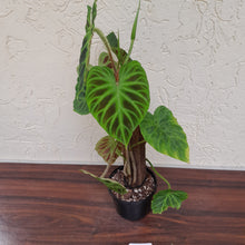 Load image into Gallery viewer, #D67 Philodendron Verrucosum