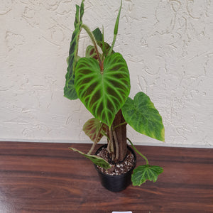 #D67 Philodendron Verrucosum