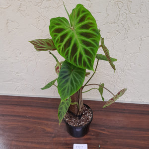 #D67 Philodendron Verrucosum