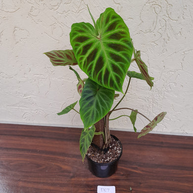 #D67 Philodendron Verrucosum