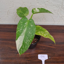 Load image into Gallery viewer, #D4 Philodendron Jose Buono