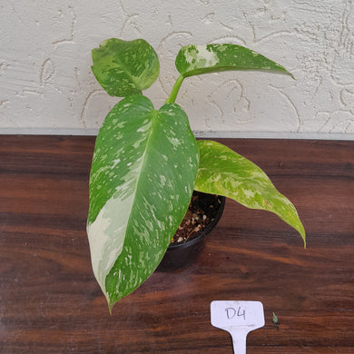 #D4 Philodendron Jose Buono