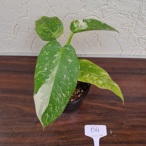 #D4 Philodendron Jose Buono