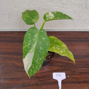 #D4 Philodendron Jose Buono