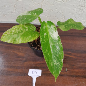 #D4 Philodendron Jose Buono