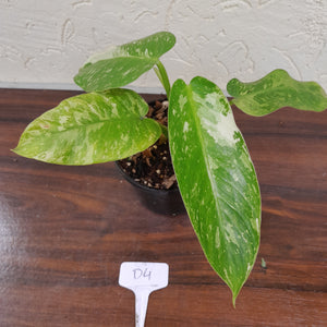 #D4 Philodendron Jose Buono