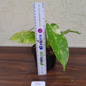#D4 Philodendron Jose Buono