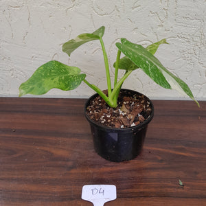 #D4 Philodendron Jose Buono
