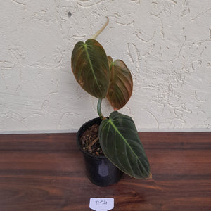 #D54 Philodendron Gigas
