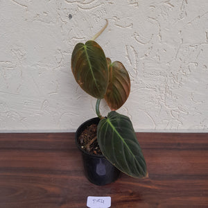 #D54 Philodendron Gigas