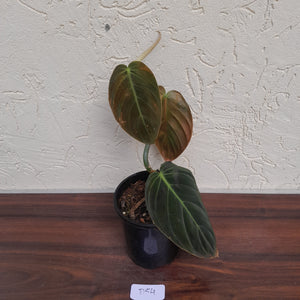 #D54 Philodendron Gigas