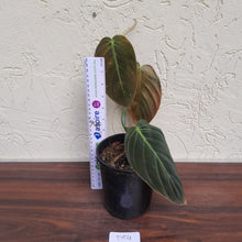 Load image into Gallery viewer, #D54 Philodendron Gigas