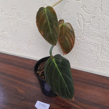 Load image into Gallery viewer, #D54 Philodendron Gigas