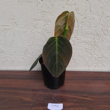 Load image into Gallery viewer, #D54 Philodendron Gigas