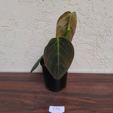 #D54 Philodendron Gigas