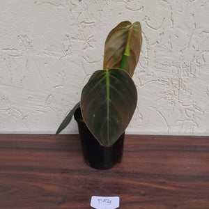 #D54 Philodendron Gigas