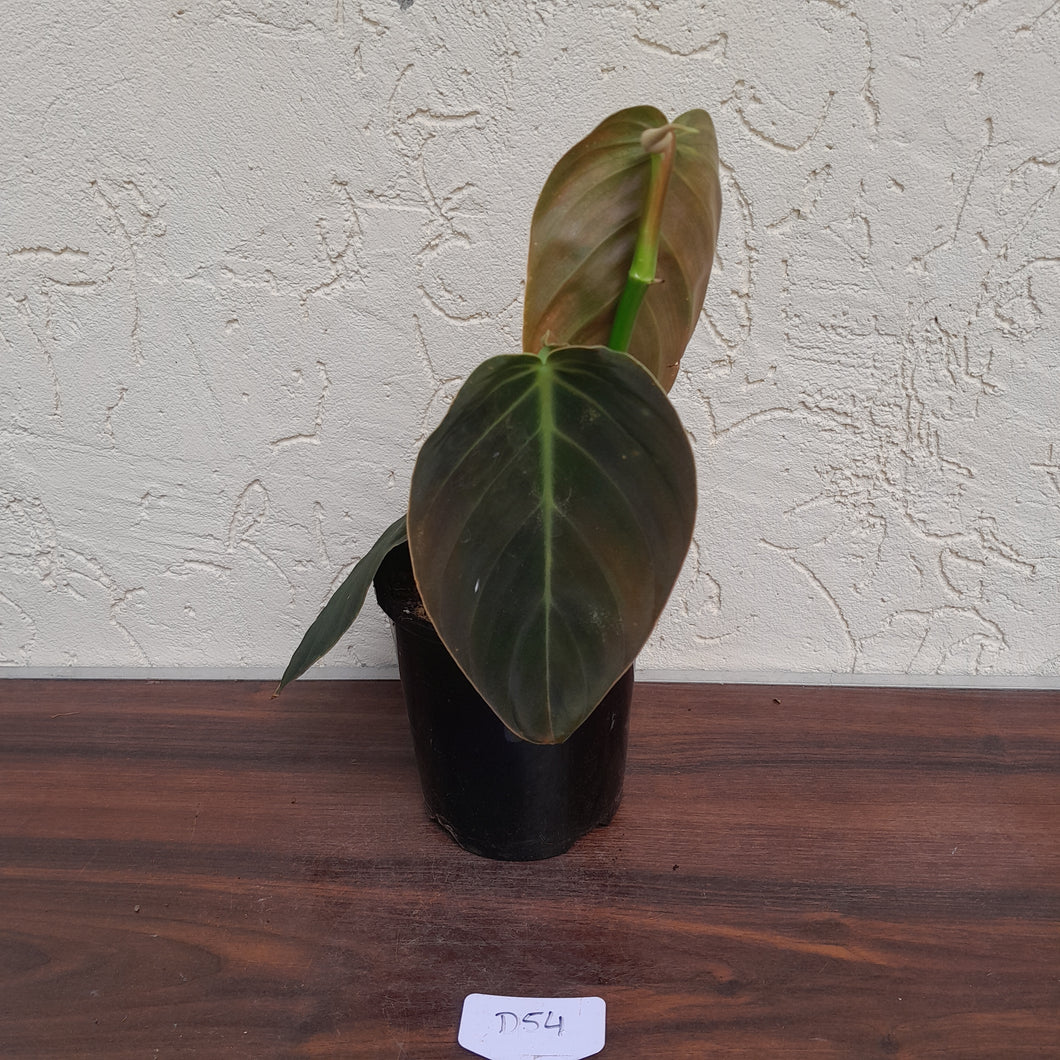 #D54 Philodendron Gigas