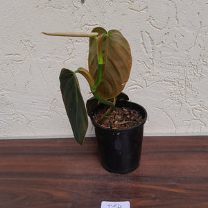 #D54 Philodendron Gigas