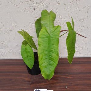 #R88 Philodendron Sharoniae
