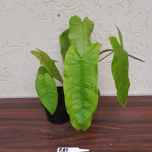 Load image into Gallery viewer, #R88 Philodendron Sharoniae