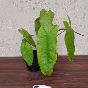 #R88 Philodendron Sharoniae
