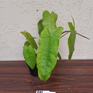 #R88 Philodendron Sharoniae