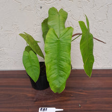 Load image into Gallery viewer, #R88 Philodendron Sharoniae
