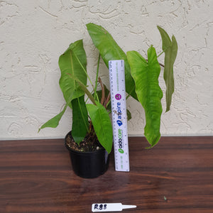 #R88 Philodendron Sharoniae