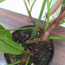Load image into Gallery viewer, #R88 Philodendron Sharoniae