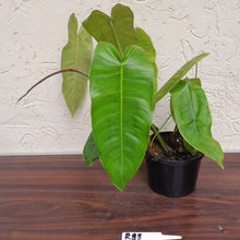 Load image into Gallery viewer, #R88 Philodendron Sharoniae