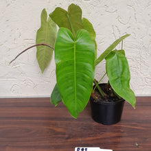 Load image into Gallery viewer, #R88 Philodendron Sharoniae