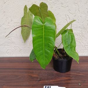 #R88 Philodendron Sharoniae