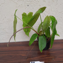 Load image into Gallery viewer, #R88 Philodendron Sharoniae
