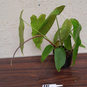 #R88 Philodendron Sharoniae