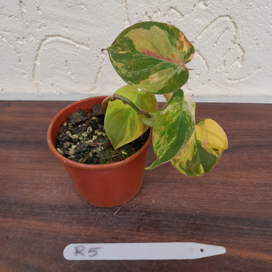 #R5 Variegated Philodendron Micans