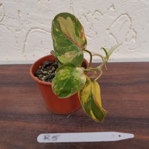 #R5 Variegated Philodendron Micans