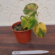 Load image into Gallery viewer, #R5 Variegated Philodendron Micans