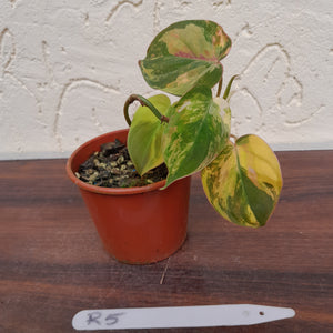 #R5 Variegated Philodendron Micans