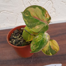Load image into Gallery viewer, #R5 Variegated Philodendron Micans
