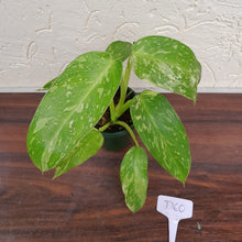 Load image into Gallery viewer, #D60 Philodendron Jose Buono