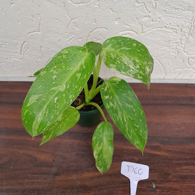 #D60 Philodendron Jose Buono