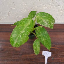 Load image into Gallery viewer, #D60 Philodendron Jose Buono