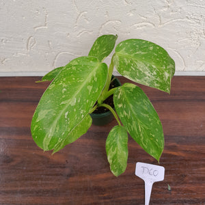 #D60 Philodendron Jose Buono